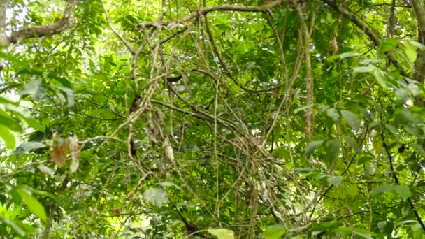 Ampio Colpo Fitta Foresta Tropicale Con Tamarino Scimmia Cuscinetto Coda — Video Stock