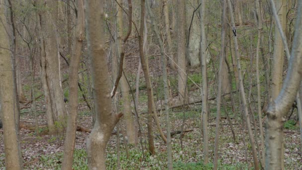 Canadian Forest Early Spring Two Woodpeckers Climbing Trees — Stock Video