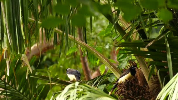 Black Chested Jay Cyanocorax Affinis Grote Stekelige Palmboom — Stockvideo