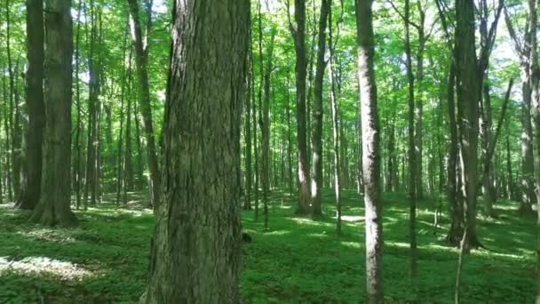 Une forêt luxuriante et ouverte montre de grands arbres matures au Canada 