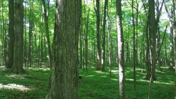 Une Forêt Luxuriante Ouverte Montre Grands Arbres Matures Canada — Video