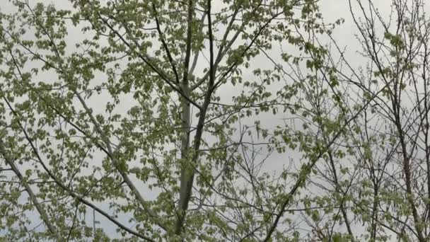 Små Fåglar Flyger Thru Träd Molnig Dag Med Stora Gamar — Stockvideo