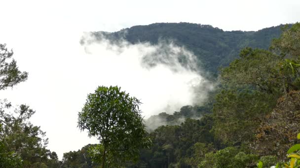 哥斯达黎加云雾森林中美丽的群山的消逝时间 — 图库视频影像