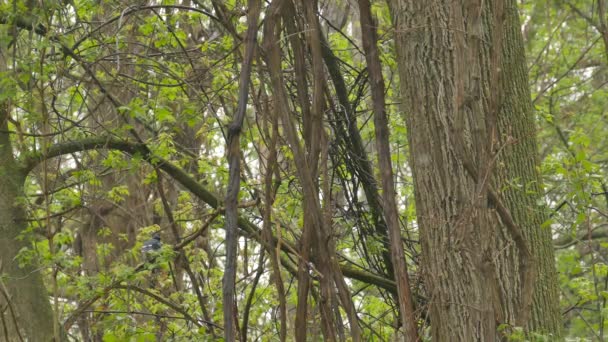 春の雨の間 ある枝から別の枝へ飛ぶ青いジェイ鳥 — ストック動画