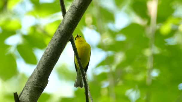 Striking Bird Yellow Shades Black Masks Sings Changes Position — Stock Video