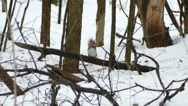 겨울에 부러진 나뭇가지에 소나무 원추체를 다람쥐 — 비디오