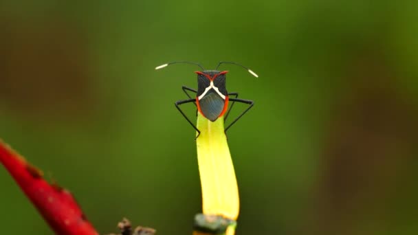 Atractivo Insecto Negro Rojo Que Mueve Lentamente Hoja Colorida — Vídeo de stock