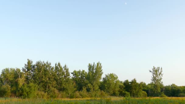 Hirsche Auf Einem Feld Der Abenddämmerung Mit Mond Hoch Himmel — Stockvideo