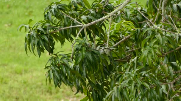 小而黄的莺鸟在身后有田园的树上觅食 — 图库视频影像