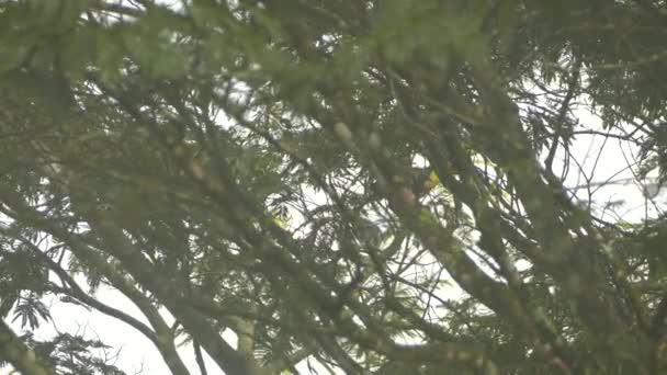 Turista Nasconde Dietro Più Grandi Rami Alberi Maturi Panama — Video Stock