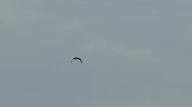 Great blue heron flying high at dawn on cloudy sky with bits of blue showing