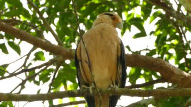 Sarı başlı leş yiyen ve vahşi doğada bir dalın üzerinde duran