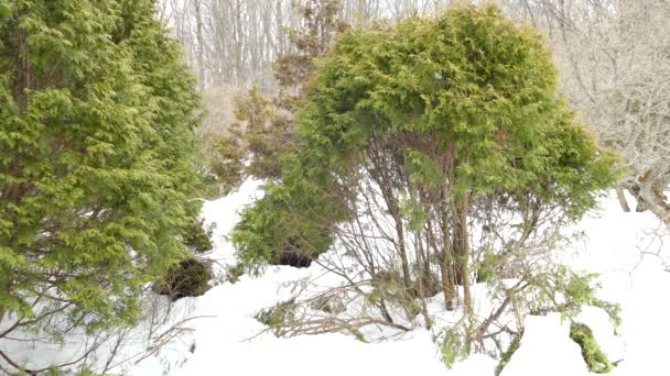 Doble Tiro Arbusto Nieve Con Pájaro Volando Alrededor Invierno — Vídeo de stock