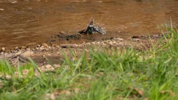 Червонокрилий Чорний Птах Купається Мілководді Приємному Березі Річки — стокове відео
