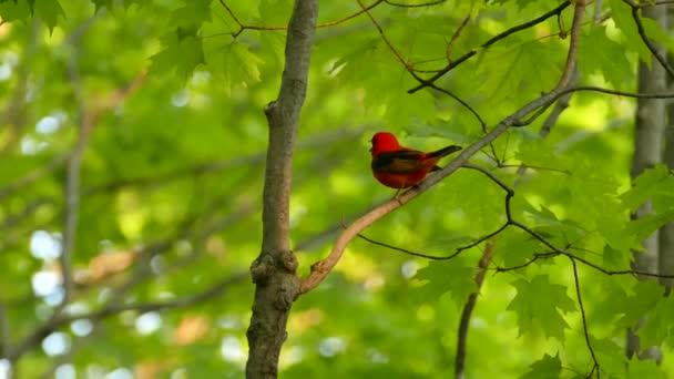 Vista Estreita Ampla Pássaro Curtidor Vermelho Brilhante Floresta Canadense — Vídeo de Stock