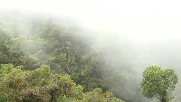 Nube Apodera Rápidamente Vista Panorámica Exuberante Valle Costarricense — Vídeo de stock