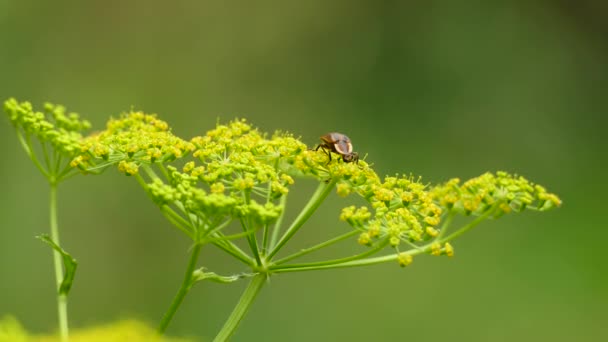 Variedad Insectos Alimentándose Flotando Alrededor Flor Campo Amarillo Canadá — Vídeos de Stock