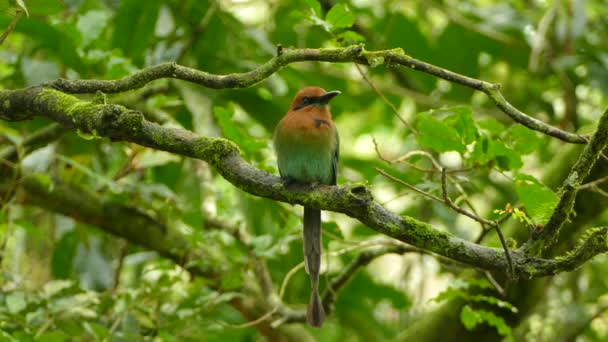 Crisp Tiro Detalhado Afiado Pássaro Motmot Bico Largo Ambiente Tropical — Vídeo de Stock