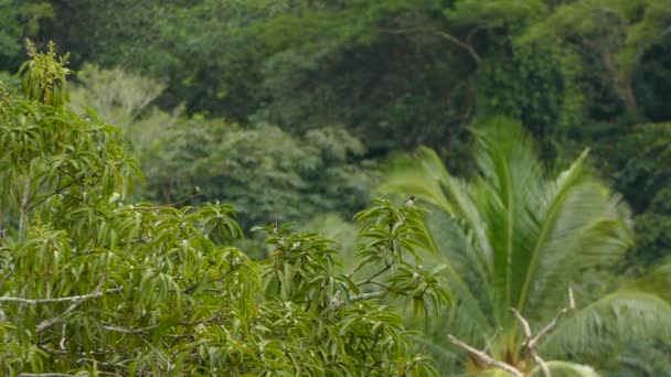 Madár Ült Egy Tetején Fókuszban Más Trópusi Fák Elmosódott Háttérben — Stock videók