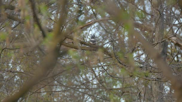 Busy Canadian Forest Home Belted Kingfisher Spring Time — Stock Video