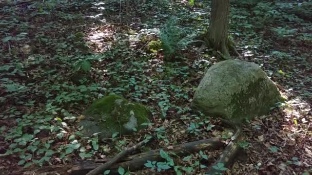 Cámara Montada Gimbal Acercándose Dos Piedras Bosque Hojas — Vídeos de Stock