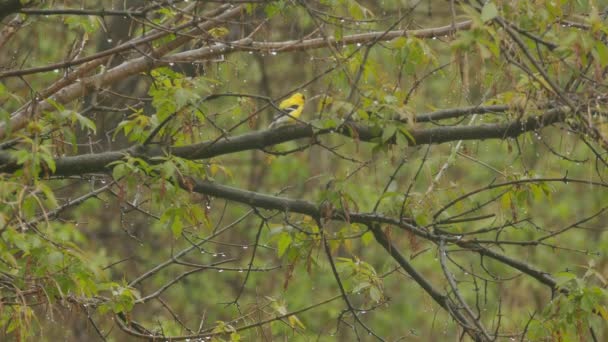 北アメリカの落葉樹林の春の間の雨の中でGoldfinch — ストック動画