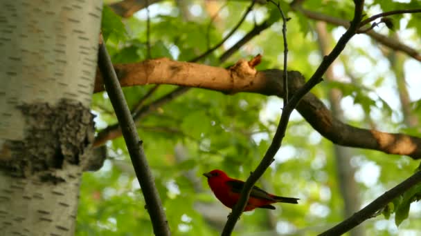 Multi Colpi Scarlatto Tanager Maschio Piume Rosso Brillante Alla Fine — Video Stock