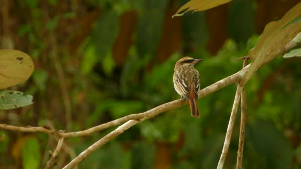 Uitgebreide Beelden Van Zwavelbuikvliegenvangers Die Vocaliseren Geluid Maken — Stockvideo