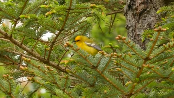 Σούπερ Απότομη Closeup Του Μπλε Φτερωτά Warbler Χτύπημα Κίτρινο Πουλί — Αρχείο Βίντεο