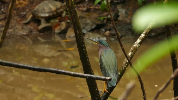 Groene Reiger Butorides Virescens Takken Vijver — Stockvideo