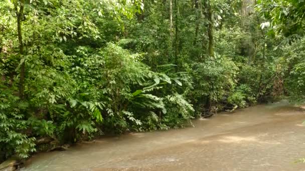 コスタリカのジャングルの中で高密度の木を明らかに川側の傾きのショット — ストック動画