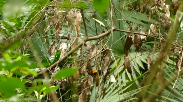 Bellissimo Uccello Sfondo Naturale — Video Stock