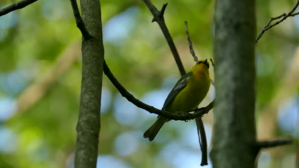 Primo Piano Della Parula Alata Blu Che Emette Suono Distintivo — Video Stock