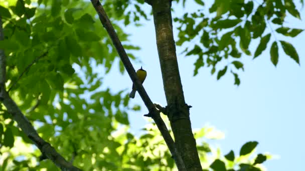 Hooded Warbler Tegen Het Licht Vocaliseert Een Mooie Blauwe Hemel — Stockvideo