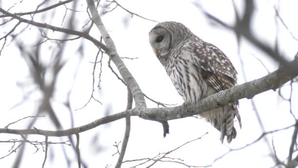 Vista Vicino Del Barred Owl Appollaiato Sotto Una Leggera Nevicata — Video Stock