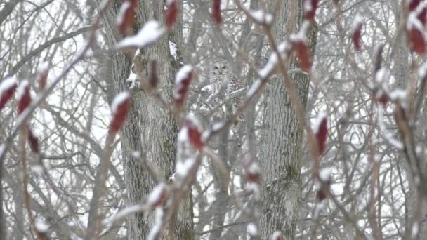 Sowa Usiadła Śniegu Oglądana Przez Pół Wysuszone Czerwone Drzewo Kwiatowe — Wideo stockowe