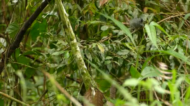 灰色と黒の羽が密集した忙しいジャングルの中で飛び降りるアントバード — ストック動画