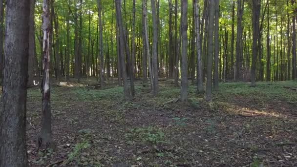 Caméra Steadicam Déplaçant Devant Inclinant Pour Montrer Les Arbres Élevés — Video