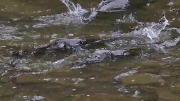 Více Lososa Pohybující Plavání Potoka Během Velkého Tření Sezóny — Stock video