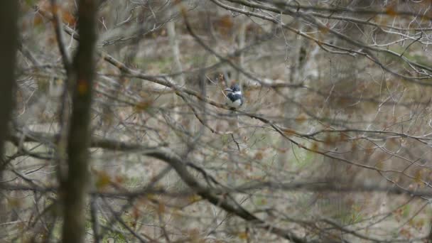 Kingfisher Perché Dans Forêt Amérique Nord Avec Arrière Plan Flou — Video