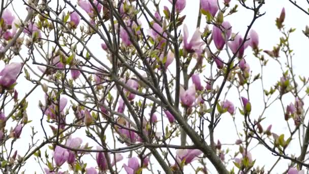 Tiny Vireo Type Bird Calls Home Beautiful Tree Bright Purple — Stock Video