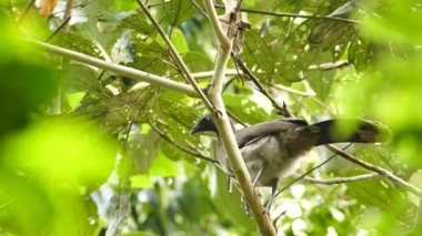 Gri Saçlı Chachalaca Ortalis Cinereiceps etrafa bakıyor.
