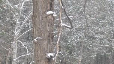 Yumuşak hareketli kamera, ağaçta baykuşla kış sahnesini gösteriyor.
