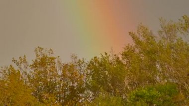 Rüzgarda esen ağaçlar ve arka planda çok büyük bir gökkuşağı.