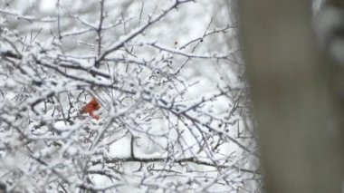 Kızıl kuzey kardinal kuşu yoğun kar altında bir dalda duruyor.