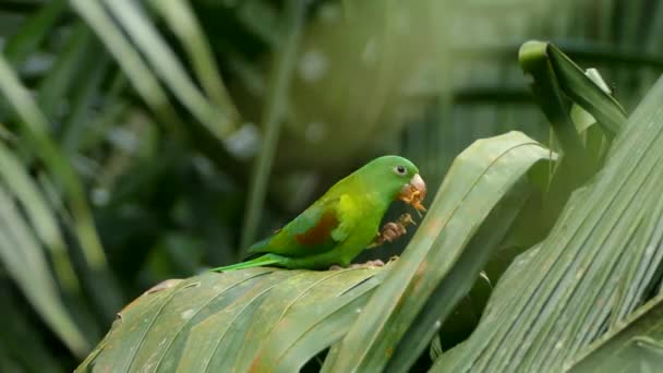 Malý pěkný papoušek se zašpiní drápy při jídle ovoce s nepořádnými vlákny