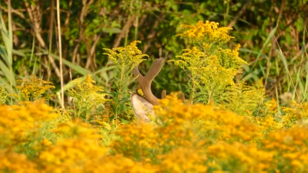 Half Seen Deer Head While Foraging Feeding Tall Yellow Flowers — Stock Video