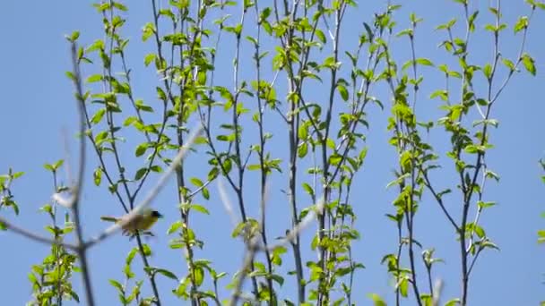 Mooie Geel Keel Warbler Vogel Bovenop Licht Boom Heldere Blauwe — Stockvideo