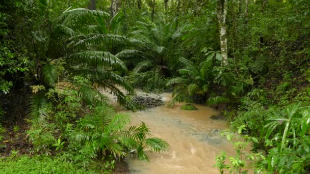 Pluie Légère Tombant Dans Une Belle Jungle Luxuriante Alimentant Ruisseau — Video