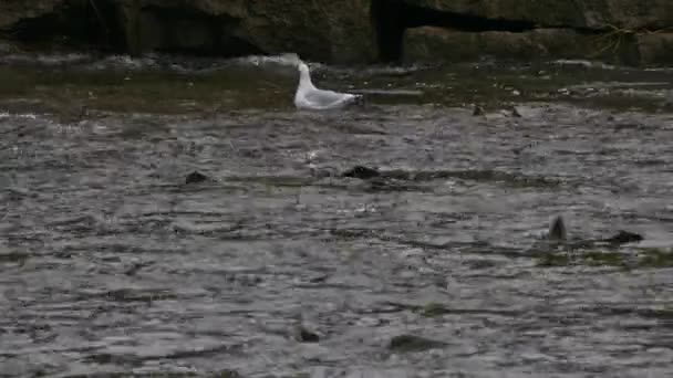 Arka Planda Martı Kuşuyla Birlikte Sığ Nehir Suyundan Çıkan Somon — Stok video
